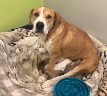 Rescue Pit Bull Terrier Dogs for Adoption in San Diego, California - Rancho Mom & 7 Pups | PetCurious