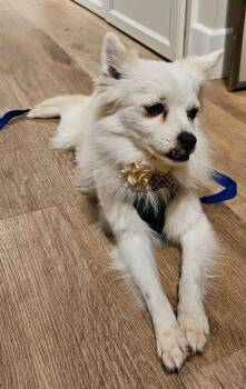 Rescue American Eskimo Dog Dogs for Adoption in Los Angeles, California - Princess | PetCurious