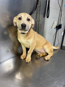 Mixed Breed Dogs Available for Adoption in West Chester, Pennsylvania - Grubhub- D335-26 | PetCurious