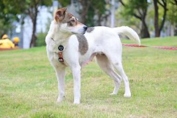 Mixed Breed Dogs Available for Adoption in Richmond, British Columbia - Phoebe  | PetCurious