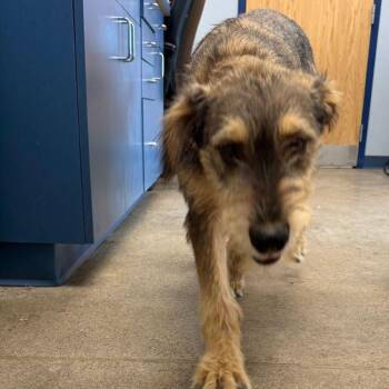 Athena -  Terrier Dog for Adoption in Kingman, Arizona - Athena | PetCurious