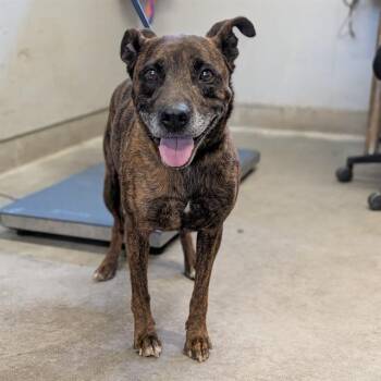 Pit Bull Terrier and Mixed Breed Dogs Available for Adoption in Camarillo, California - A881380 | PetCurious