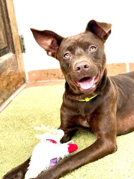 Australian Kelpie and Rat Terrier Dogs Available for Adoption - Ginger | PetCurious