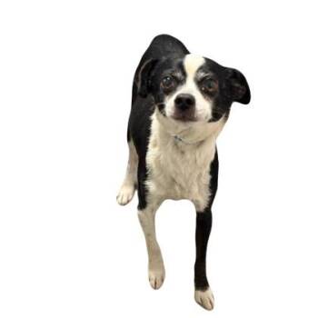 Terrier Dogs Available for Adoption in Red Bluff, California - Wally | PetCurious