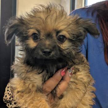 Momo -  Chihuahua Dog for Adoption in Goleta, California - Momo | PetCurious