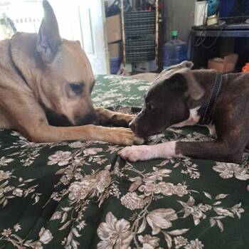 Rescue Mixed Breed Dogs for Adoption in Dickinson, Texas - Aaron | PetCurious