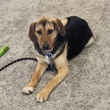 Mixed Breed Dogs Available for Adoption - Love | PetCurious