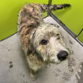 Shalam -  Labrador Retriever and Standard Poodle Dog for Adoption in Spokane, Washington - Shalam | PetCurious