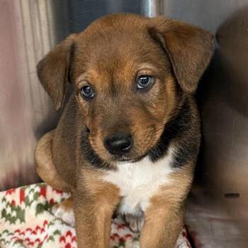 Greg -  Mixed Breed Dog for Adoption in Otisfield, Maine - Greg | PetCurious
