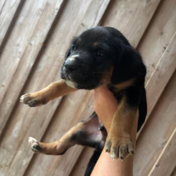 Bloodhound Dogs Available for Adoption - Otis | PetCurious