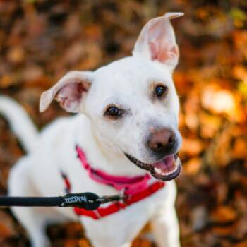Rescue Mixed Breed Dogs for Adoption in Dover, New Hampshire - String Bean | PetCurious