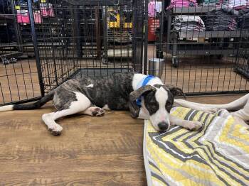 Rescue Hound Dogs for Adoption in Troy, Alabama - Forest | PetCurious