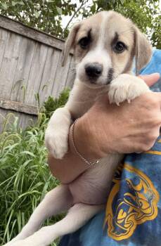 Emily -  Golden Retriever and Great Pyrenees Dog for Adoption in Bull Valley, Illinois - Emily | PetCurious