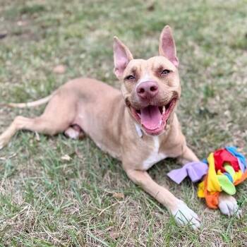 Pit Bull Terrier and American Staffordshire Terrier Dogs Available for Adoption in Friendswood, Texas - Ivan The Iconic | PetCurious