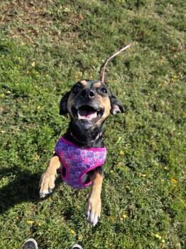 Midnight -  Chihuahua Dog for Adoption in Kennewick, Washington - Midnight | PetCurious