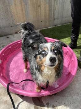 Luna -  Mixed Breed Dog for Adoption in Montreal, Quebec - Luna | PetCurious