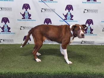 Pit Bull Terrier and Mixed Breed Dogs Available for Adoption in Orlando, Florida - NALA | PetCurious