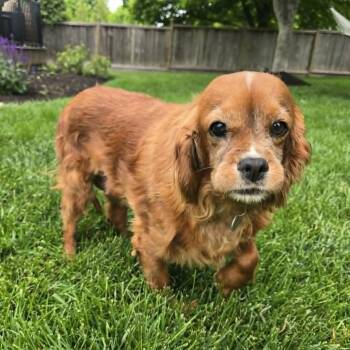 Cavalier King Charles Spaniel Dogs Available for Adoption in Overland Park, Kansas - Junie | PetCurious