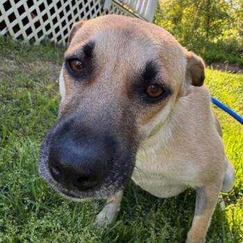 Cherry -  Mixed Breed Dog for Adoption in Hamden, Connecticut - Cherry | PetCurious