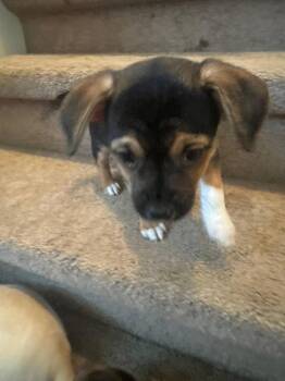 Schroeder -  Chihuahua and Beagle Dog for Adoption in Matthews, North Carolina - Schroeder | PetCurious