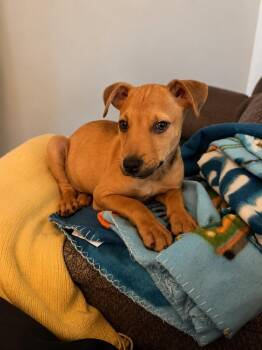 Hackman -  Terrier Dog for Adoption in Colorado Springs, Colorado - Hackman | PetCurious