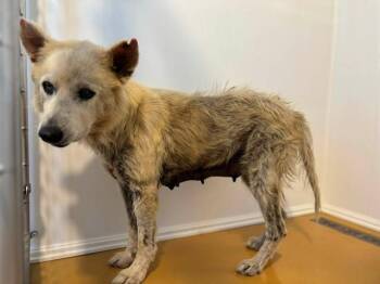 OLIVE -  Siberian Husky Dog for Adoption in San Bernardino, California - OLIVE | PetCurious