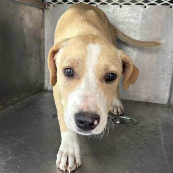 Hound Dogs Available for Adoption in Birmingham, Alabama - Bridger | PetCurious