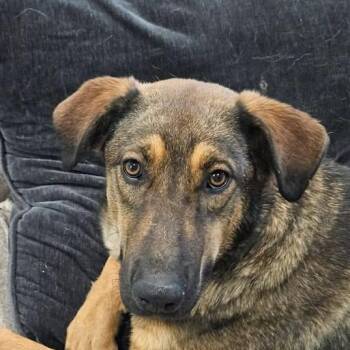 Shepherd Dogs Available for Adoption in Niagara Falls, Ontario - Ada (20260422-09) | PetCurious