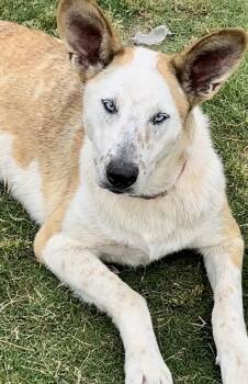 Violet -  Australian Cattle Dog Blue Heeler Dog for Adoption in Okolona, Mississippi - Violet | PetCurious