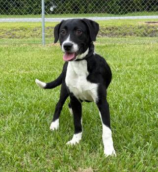 Fitz -  Mixed Breed Dog for Adoption in Kingsland, Georgia - Fitz | PetCurious