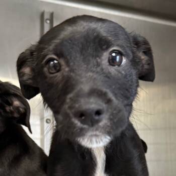 Rescue Black Labrador Retriever Dogs for Adoption in Jacksonville, Arkansas - Harry | PetCurious