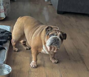 Nyla -  English Bulldog Dog for Adoption in North Freedom, Wisconsin - Nyla | PetCurious
