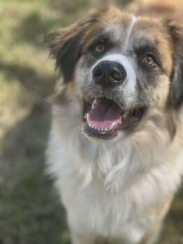 Great Pyrenees and Australian Shepherd Dogs Available for Adoption in Clayton, New Jersey - Clifford | PetCurious