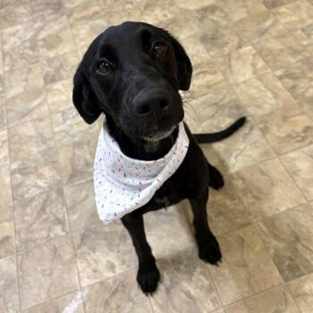 Starla -  Labrador Retriever Dog for Adoption in Pilot Point, Texas - Starla | PetCurious