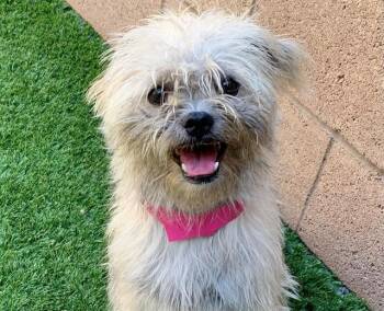MARVEL MOON -  Terrier and Mixed Breed Dog for Adoption in Moreno Valley, California - MARVEL MOON | PetCurious