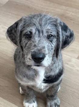 Great Dane Dogs Available for Adoption - John Kennedy  | PetCurious