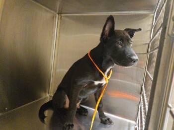 DIESEL -  German Shepherd Dog and Labrador Retriever Dog for Adoption in Tustin, California - DIESEL | PetCurious