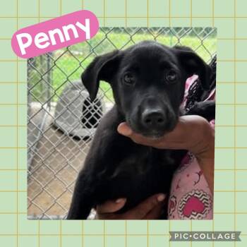 Labrador Retriever Dogs Available for Adoption in Ringwood, New Jersey - Penny | PetCurious