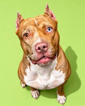 Mixed Breed Dogs Available for Adoption in Jacksonville, Florida - CARAMEL CUP | PetCurious