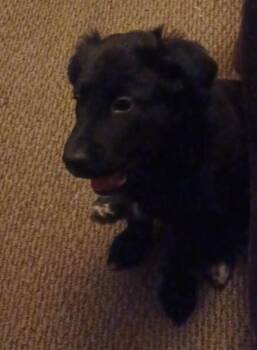 Jupiter -  Newfoundland Dog and Mixed Breed Dog for Adoption in Georgetown, Ohio - Jupiter | PetCurious