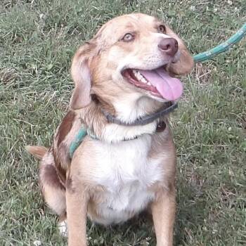 Smiley -  Mixed Breed Dog for Adoption in Gloucester, Virginia - Smiley | PetCurious