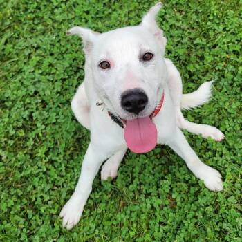 India -  Husky and Australian Cattle Dog Blue Heeler Dog for Adoption in West Jefferson, Ohio - India | PetCurious