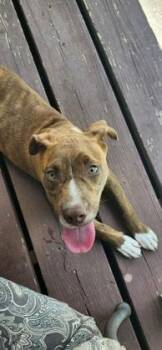 Mixed Breed Dogs Available for Adoption in Chamblee, Georgia - Bravo | PetCurious