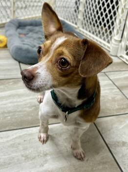 Rescue Chihuahua Dogs for Adoption in Mobile, Alabama - Scottie | PetCurious