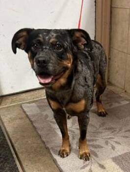 Harley -  Australian Cattle Dog Blue Heeler Dog for Adoption in Denison, Iowa - Harley | PetCurious