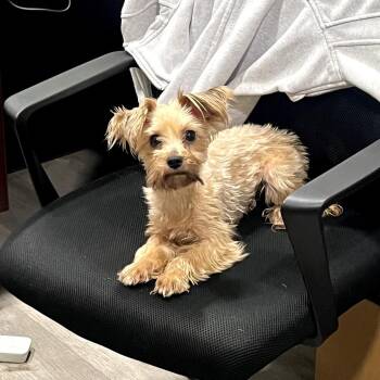 Ava -  Yorkshire Terrier Dog Available for Adoption in Waldorf, Maryland - Ava | PetCurious