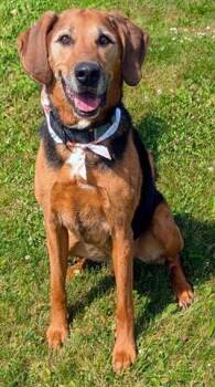 ELVIS -  Black And Tan Coonhound Dog for Adoption in Akron, Ohio - ELVIS | PetCurious