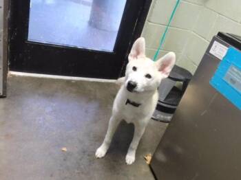MARSHMELLOW -  Husky and Mixed Breed Dog for Adoption in Tulsa, Oklahoma - MARSHMELLOW | PetCurious