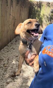 Marley -  Dachshund and Mixed Breed Dog for Adoption in New Orleans, Louisiana - Marley | PetCurious