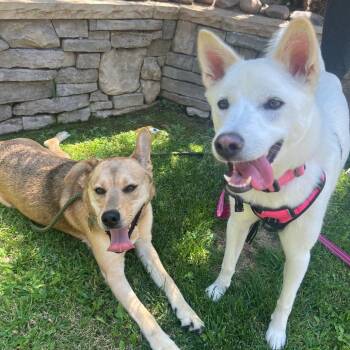 Lando -  Mixed Breed and Shepherd Dog for Adoption in San Diego, California - Lando | PetCurious